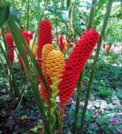 Parque Nacional Yurubí