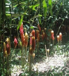 Parque de la Exótica Flora Tropical