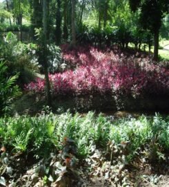 Parque de la Exótica Flora Tropical
