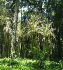 Parque de la Exótica Flora Tropical