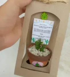 Sjcactus